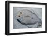 Peacock Flounder (Bothus Mancus)-Stephen Frink-Framed Photographic Print