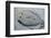 Peacock Flounder (Bothus Mancus)-Stephen Frink-Framed Photographic Print