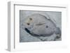 Peacock Flounder (Bothus Mancus)-Stephen Frink-Framed Photographic Print