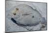 Peacock Flounder (Bothus Mancus)-Stephen Frink-Mounted Photographic Print