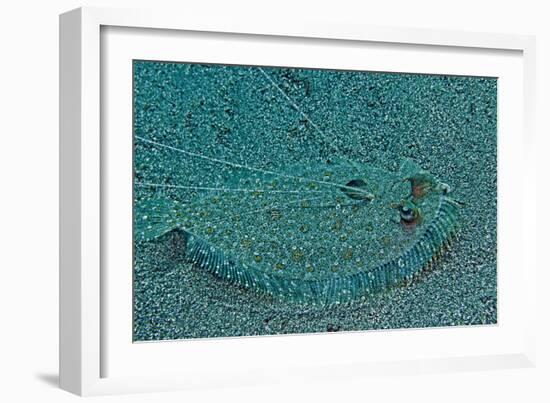 Peacock Flounder with Growth on Left Eye-null-Framed Photographic Print