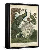 Peacock Gathering-Sydenham Teast Edwards-Framed Stretched Canvas
