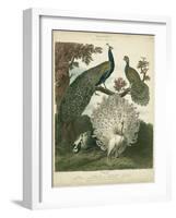 Peacock Gathering-Sydenham Teast Edwards-Framed Art Print