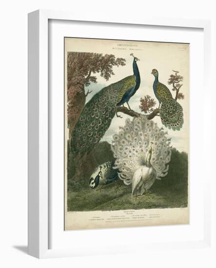 Peacock Gathering-Sydenham Teast Edwards-Framed Art Print