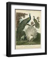 Peacock Gathering-Sydenham Teast Edwards-Framed Art Print