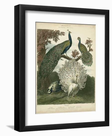 Peacock Gathering-Sydenham Teast Edwards-Framed Art Print