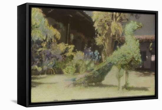 Peacock, Guatemala-Theo Westenberger-Framed Stretched Canvas