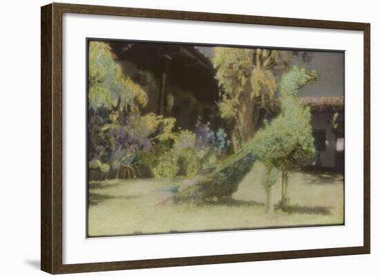 Peacock, Guatemala-Theo Westenberger-Framed Photographic Print