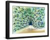 Peacock in San Diego 2, 2013,-Nancy Moniz Charalambous-Framed Giclee Print