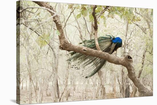 Peacock (Indian Peafowl) (Pavo Cristatus), Ranthambhore, Rajasthan, India-Janette Hill-Stretched Canvas