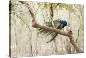 Peacock (Indian Peafowl) (Pavo Cristatus), Ranthambhore, Rajasthan, India-Janette Hill-Stretched Canvas