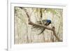 Peacock (Indian Peafowl) (Pavo Cristatus), Ranthambhore, Rajasthan, India-Janette Hill-Framed Photographic Print