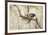 Peacock (Indian Peafowl) (Pavo Cristatus), Ranthambhore, Rajasthan, India-Janette Hill-Framed Photographic Print