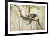 Peacock (Indian Peafowl) (Pavo Cristatus), Ranthambhore, Rajasthan, India-Janette Hill-Framed Photographic Print