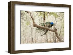 Peacock (Indian Peafowl) (Pavo Cristatus), Ranthambhore, Rajasthan, India-Janette Hill-Framed Photographic Print