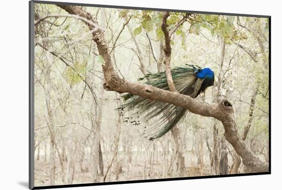 Peacock (Indian Peafowl) (Pavo Cristatus), Ranthambhore, Rajasthan, India-Janette Hill-Mounted Photographic Print