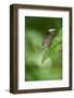 Peacock Katydid (Pterochroza), Yasuni NP, Amazon Rainforest, Ecuador-Pete Oxford-Framed Photographic Print