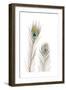 Peacock Love 1-Boho Hue Studio-Framed Art Print