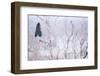 Peacock male perched in tree, Yala National Park, Sri Lanka-Lucas Bustamante-Framed Photographic Print