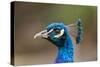 Peacock Male-null-Stretched Canvas