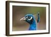 Peacock Male-null-Framed Photographic Print