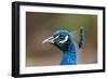 Peacock Male-null-Framed Photographic Print