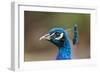 Peacock Male-null-Framed Photographic Print