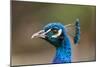 Peacock Male-null-Mounted Photographic Print