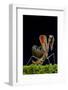 Peacock mantis in defensive posture, captive occurs in Burma and Thailand-Edwin Giesbers-Framed Photographic Print