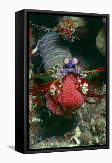 Peacock Mantis Shrimp Full of Eggs-Hal Beral-Framed Stretched Canvas