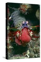 Peacock Mantis Shrimp Full of Eggs-Hal Beral-Stretched Canvas