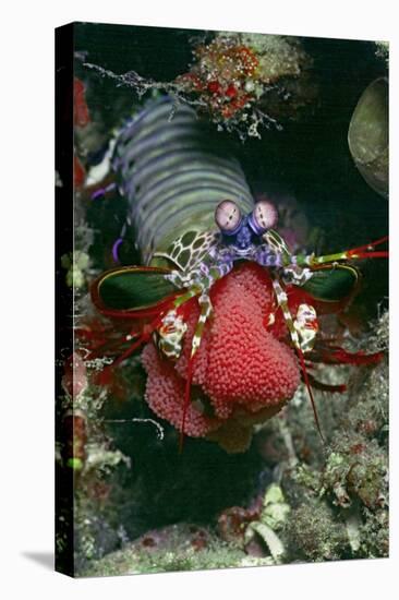 Peacock Mantis Shrimp Full of Eggs-Hal Beral-Stretched Canvas