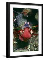 Peacock Mantis Shrimp Full of Eggs-Hal Beral-Framed Photographic Print