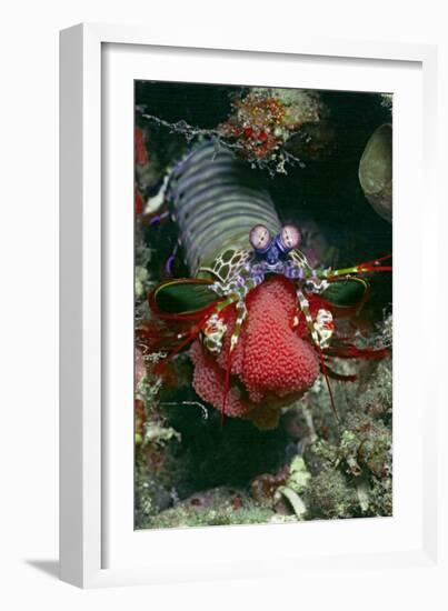 Peacock Mantis Shrimp Full of Eggs-Hal Beral-Framed Photographic Print