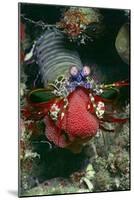 Peacock Mantis Shrimp Full of Eggs-Hal Beral-Mounted Photographic Print