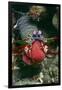 Peacock Mantis Shrimp Full of Eggs-Hal Beral-Framed Photographic Print