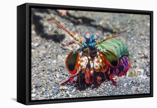 Peacock Mantis Shrimp (Odontodactylus Scyllarus) Lembeh Strait, Sulawesi, Indonesia-Georgette Douwma-Framed Stretched Canvas