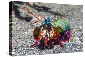 Peacock Mantis Shrimp (Odontodactylus Scyllarus) Lembeh Strait, Sulawesi, Indonesia-Georgette Douwma-Stretched Canvas