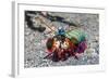 Peacock Mantis Shrimp (Odontodactylus Scyllarus) Lembeh Strait, Sulawesi, Indonesia-Georgette Douwma-Framed Photographic Print