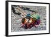 Peacock Mantis Shrimp (Odontodactylus Scyllarus) Lembeh Strait, Sulawesi, Indonesia-Georgette Douwma-Framed Photographic Print