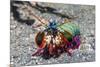 Peacock Mantis Shrimp (Odontodactylus Scyllarus) Lembeh Strait, Sulawesi, Indonesia-Georgette Douwma-Mounted Photographic Print