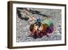 Peacock Mantis Shrimp (Odontodactylus Scyllarus) Lembeh Strait, Sulawesi, Indonesia-Georgette Douwma-Framed Photographic Print