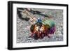 Peacock Mantis Shrimp (Odontodactylus Scyllarus) Lembeh Strait, Sulawesi, Indonesia-Georgette Douwma-Framed Photographic Print