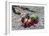 Peacock Mantis Shrimp (Odontodactylus Scyllarus) Lembeh Strait, Sulawesi, Indonesia-Georgette Douwma-Framed Photographic Print