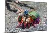 Peacock Mantis Shrimp (Odontodactylus Scyllarus) Lembeh Strait, Sulawesi, Indonesia-Georgette Douwma-Mounted Photographic Print