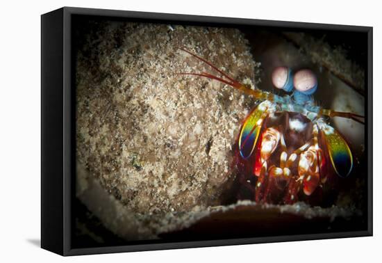 Peacock Mantis Shrimp Peering from Behind a Rock, Indonesia-null-Framed Stretched Canvas