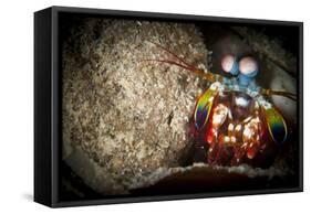 Peacock Mantis Shrimp Peering from Behind a Rock, Indonesia-null-Framed Stretched Canvas