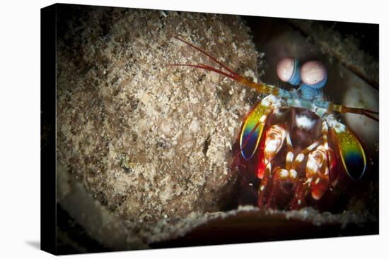 Peacock Mantis Shrimp Peering from Behind a Rock, Indonesia-null-Stretched Canvas