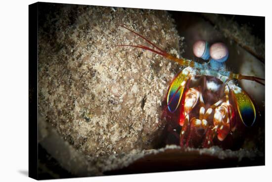 Peacock Mantis Shrimp Peering from Behind a Rock, Indonesia-null-Stretched Canvas