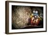 Peacock Mantis Shrimp Peering from Behind a Rock, Indonesia-null-Framed Photographic Print